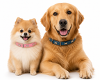 Coleira Colar de Couro com Design de Ossinho para Cães e Gatos - imagem 3