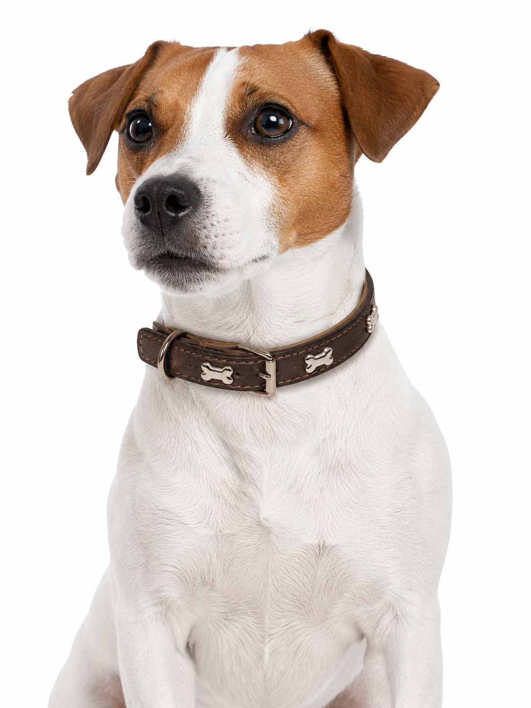 Coleira Colar de Couro com Design de Ossinho para Cães e Gatos - imagem 2