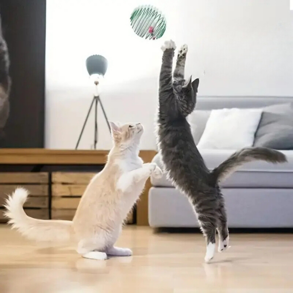 Brinquedo Mola Elástica para Gatos - StretchBall - imagem 4
