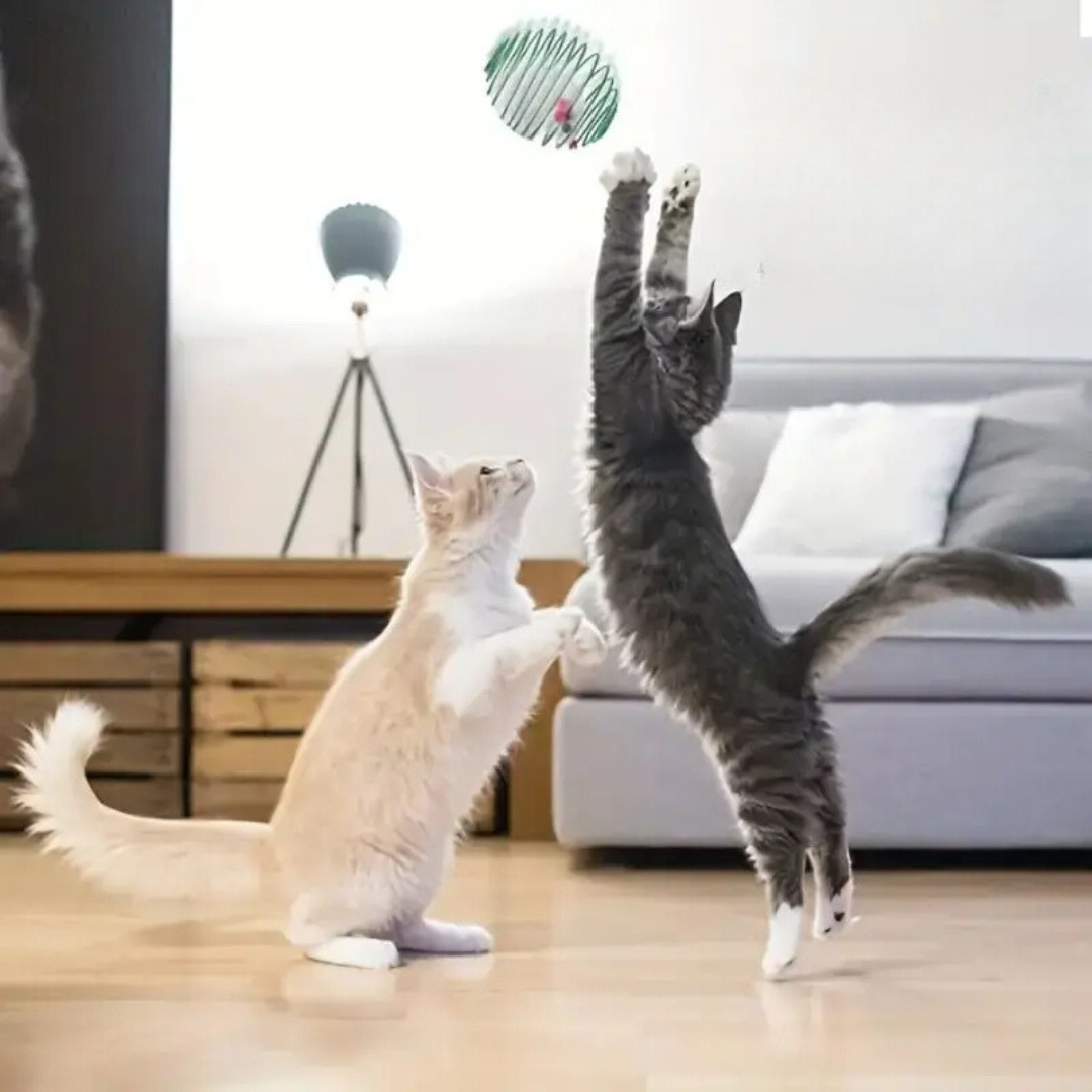 Brinquedo Mola Elástica para Gatos - StretchBall - imagem 4