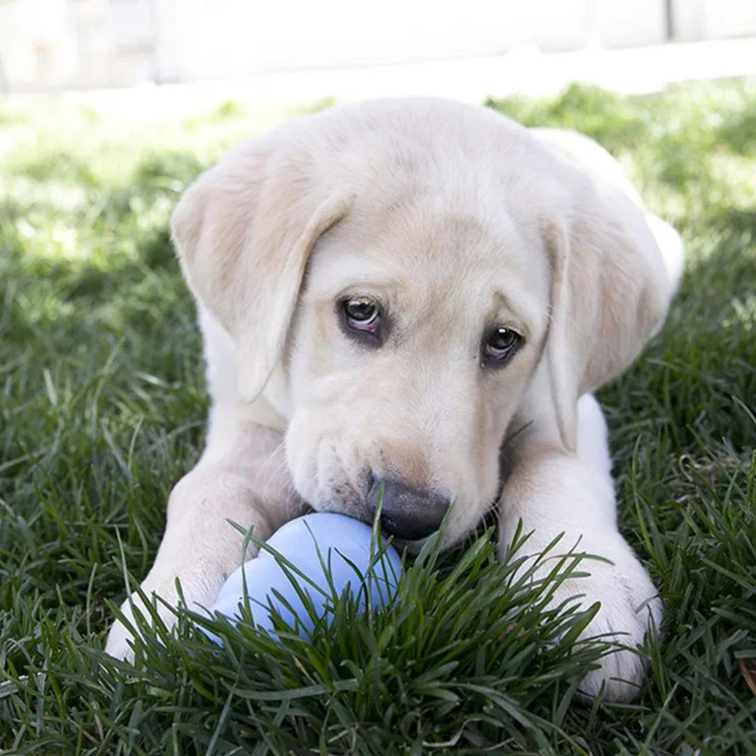 Brinquedo Kong Classic Interativo para Cachorros - imagem 15