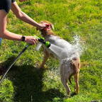 Chuveirinho com Pulverizador de Shampoo – Banho Prático e Econômico para Pets